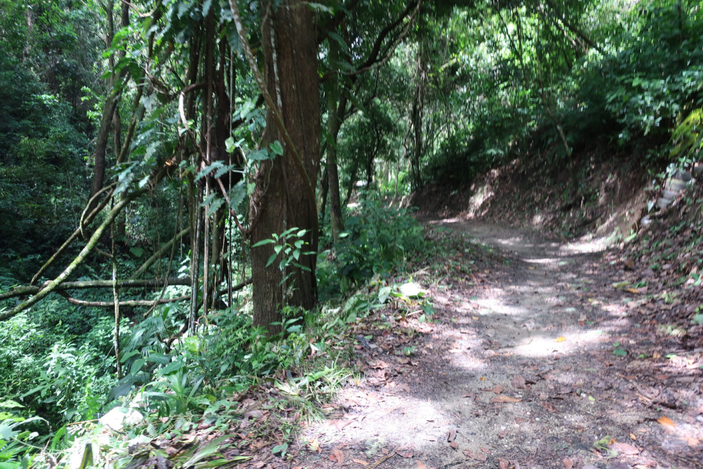 Minca Jungle Hike