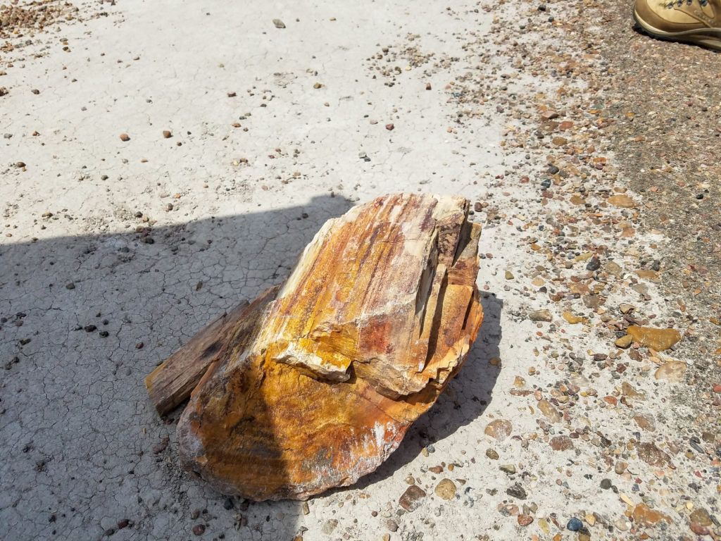 Petrified Wood