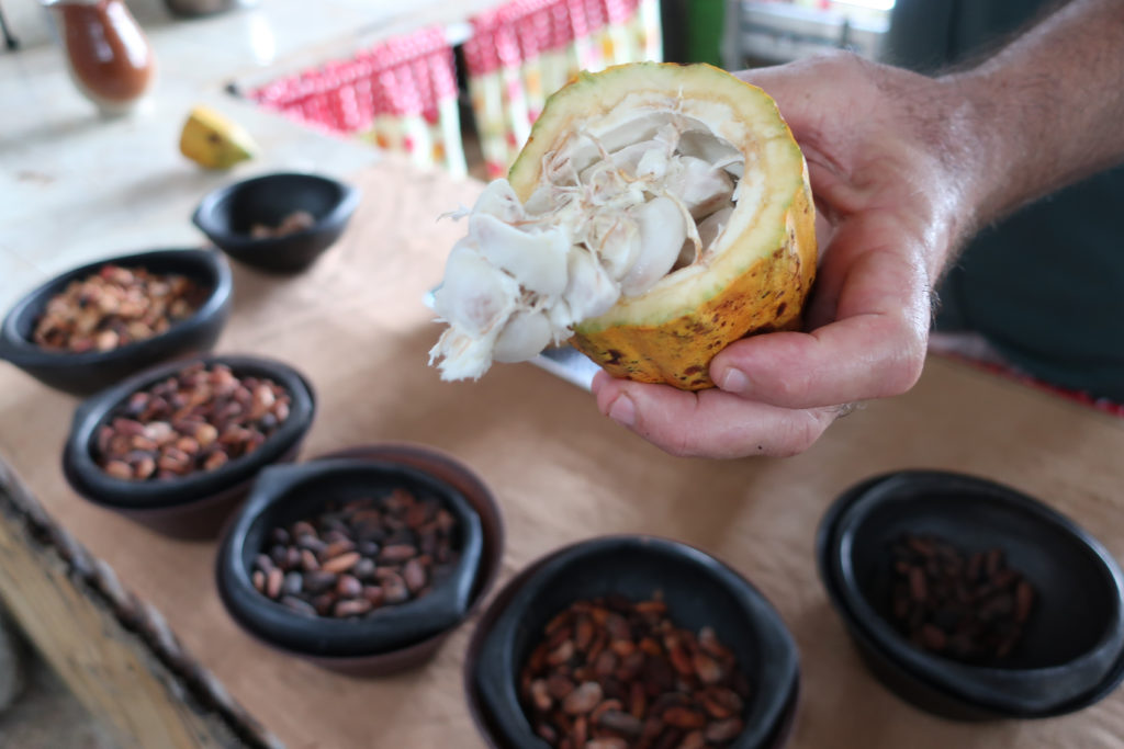 Jungle Joe Cocoa Sampling