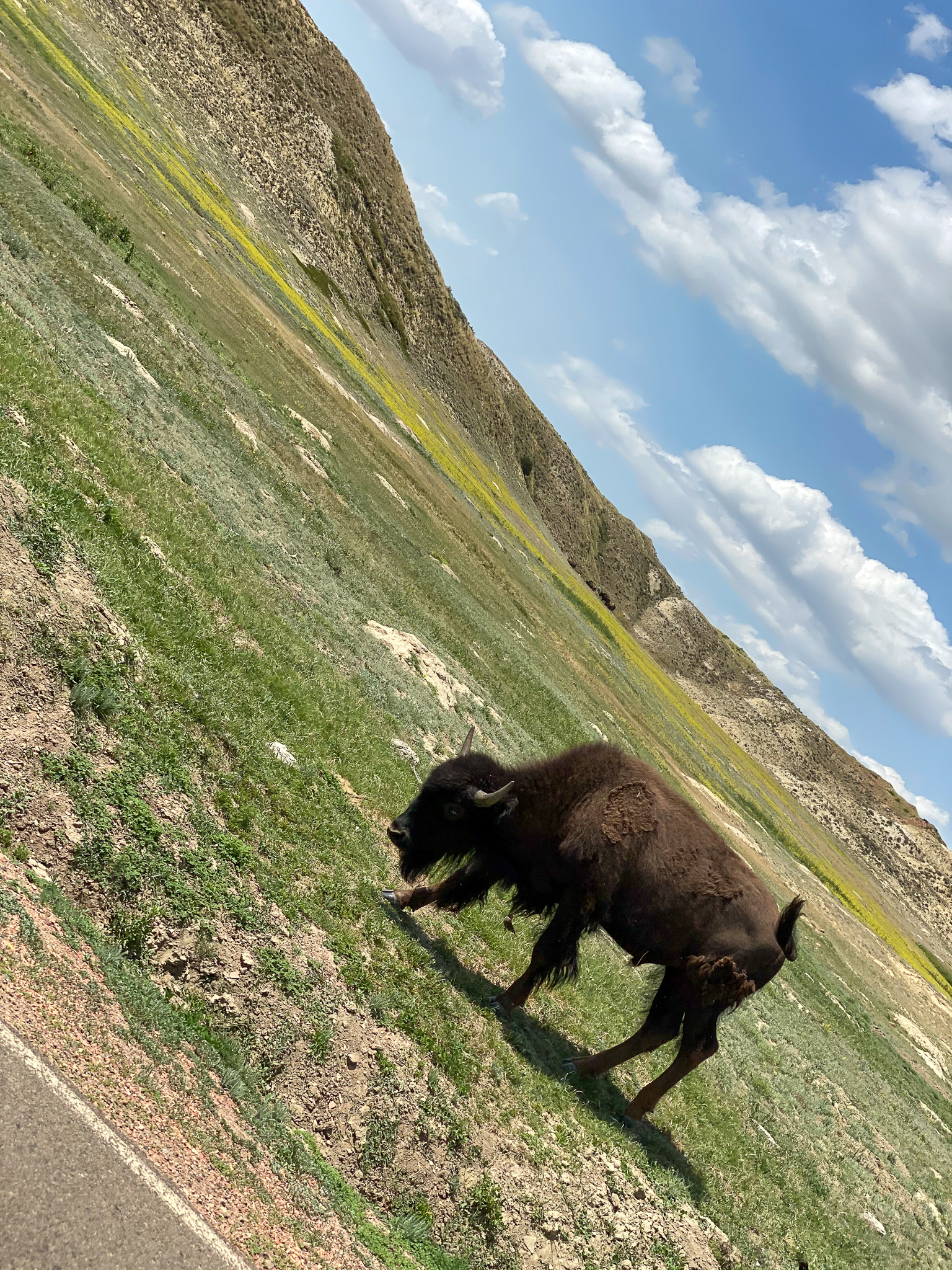 Theodore Roosevelt National Park