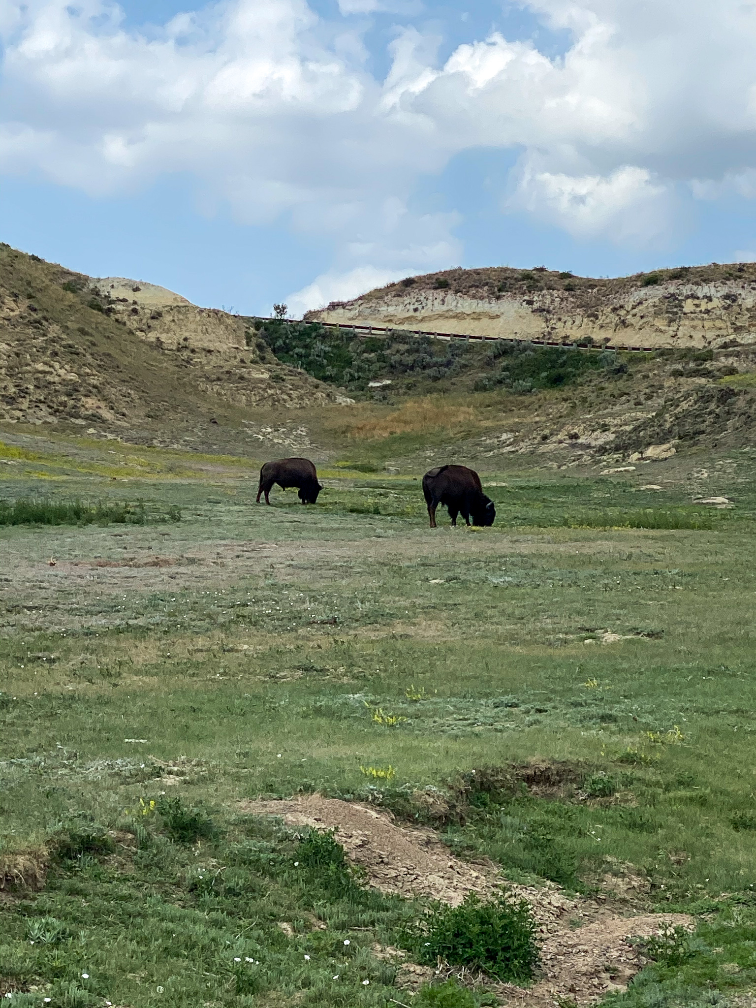 Theodore Roosevelt National Park